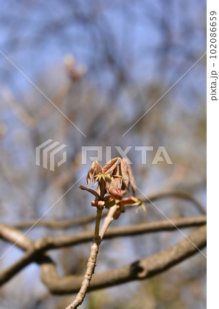 Bottlebrush buckeye 102086659