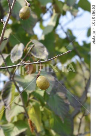 Handkerchief tree 102086663