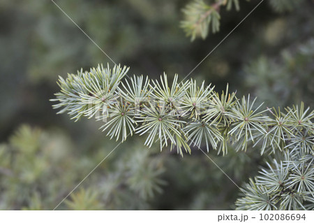 Fastigiate Atlas cedar Fastigiate Atlas cedar 102086694