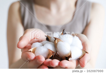 綿　コットンフラワーを持った手元 102087000