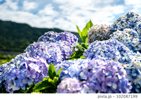 雨上がりの紫陽花　田んぼ　青空 102087199
