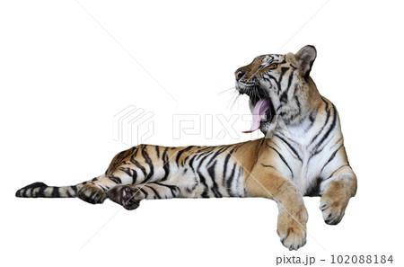 Close up Indochinese tiger is beautiful animal and dangerous on white background have path 102088184