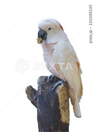 moluccan cockatoo bird is food on old stick tree on white background have path moluccan cockatoo bird is food on old stick tree on white background have path 102088185