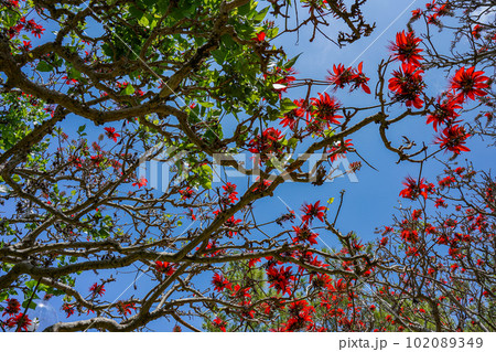 沖縄の県花　満開のデイゴの花 102089349