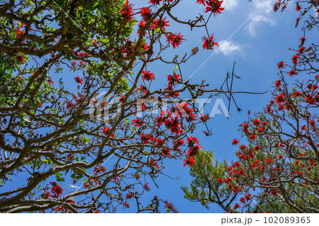 沖縄の県花　満開のデイゴの花 102089365