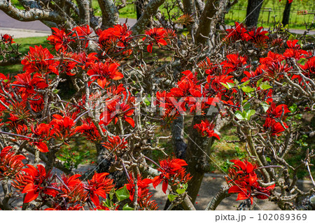 沖縄の県花　満開のデイゴの花 102089369