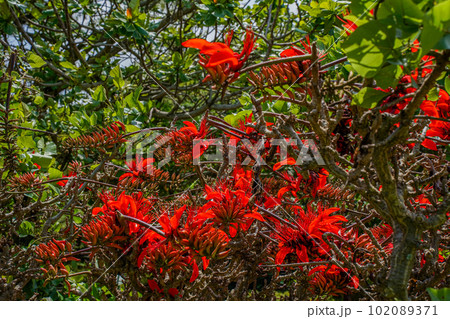 沖縄の県花　満開のデイゴの花 102089371