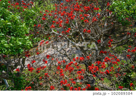 沖縄の県花　満開のデイゴの花 102089384