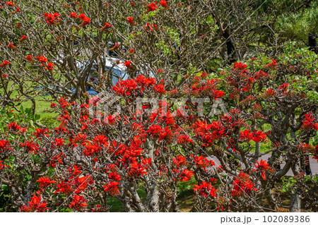 沖縄の県花　満開のデイゴの花 102089386