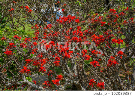 沖縄の県花　満開のデイゴの花 102089387