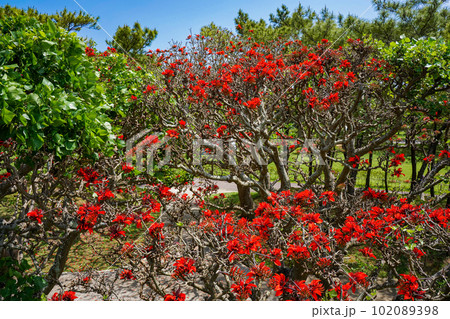 沖縄の県花　満開のデイゴの花 102089398