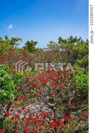 沖縄の県花 満開のデイゴの花 沖縄の県花 満開のデイゴの花 102089407