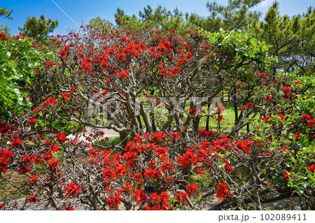 沖縄の県花 満開のデイゴの花 沖縄の県花 満開のデイゴの花 102089411