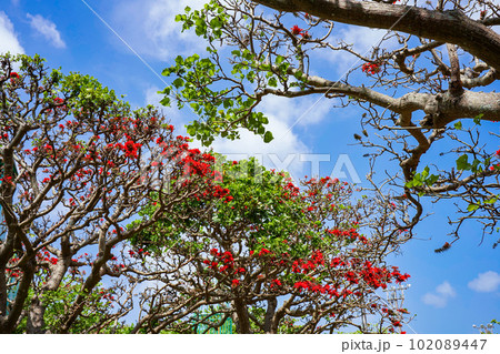 沖縄の県花　満開のデイゴの花 102089447