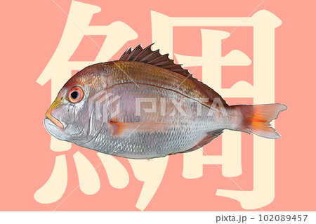 新鮮な真鯛のイラスト 新鮮な真鯛のイラスト 102089457