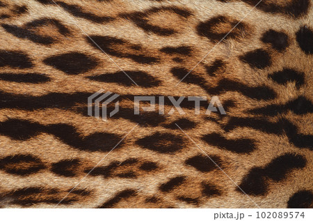 leopard fur texture leopard fur texture 102089574