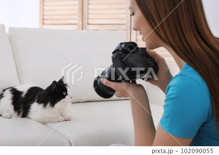 Professional animal photographer taking picture of beautiful cat at home, closeup 102090055