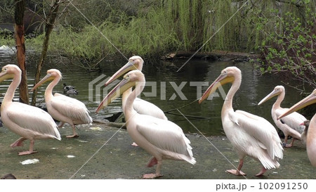 Flock of white pelicans on the lake Flock of white pelicans on the lake 102091250