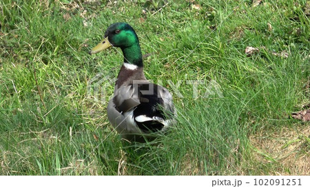 Wild male duck in the green grass Wild male duck in the green grass 102091251