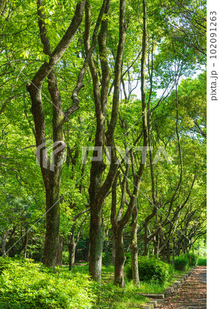新緑の平和公園〈愛知県名古屋市〉 新緑の平和公園〈愛知県名古屋市〉 102091263
