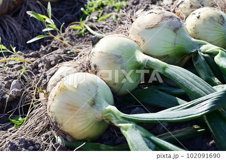 収穫するたまねぎ畑　玉ねぎ畑　玉葱畑　新タマネギ　新玉ねぎ　野菜畑　イメージ素材 102091690
