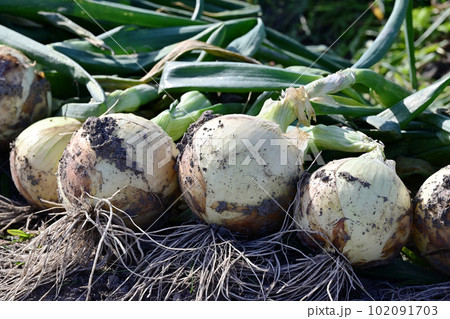 収穫するたまねぎ畑 玉ねぎ畑 玉葱畑 新タマネギ 新玉ねぎ 野菜畑 イメージ素材 収穫するたまねぎ畑 玉ねぎ畑 玉葱畑 新タマネギ 新玉ねぎ 野菜畑 イメージ素材 102091703