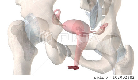 Gonads are glands that produce hormones that are involved in reproduction and other functions of the body. Gonads are glands that produce hormones that are involved in reproduction and other functions of the body. 102092382