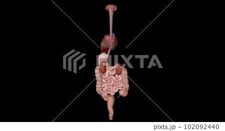 Organs with Secondary Endocrine Functions 102092440