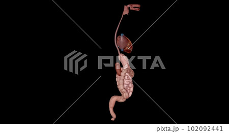 Organs with Secondary Endocrine Functions Organs with Secondary Endocrine Functions 102092441