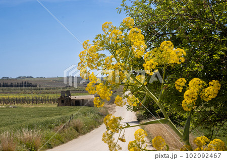Yellow plant growing wild, Sicily, Italy Yellow plant growing wild, Sicily, Italy 102092467