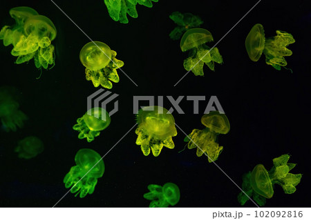Group of yellow fluorescent jellyfish swimming underwater aquarium pool Group of yellow fluorescent jellyfish swimming underwater aquarium pool 102092816