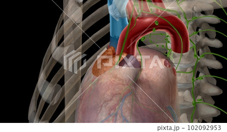 Thymus gland is also p of your endocrine system. 102092953