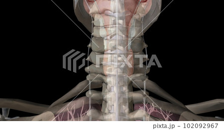 The thyroid gland is an endocrine structure located in the neck. 102092967