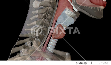 The thyroid gland is an endocrine structure located in the neck. 102092968