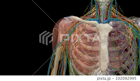 The axilla is an anatomical region under the shoulder joint wher 102092995