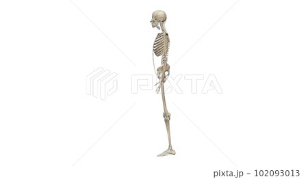 Human skeleton, the internal skeleton that serves as a framework Human skeleton, the internal skeleton that serves as a framework 102093013