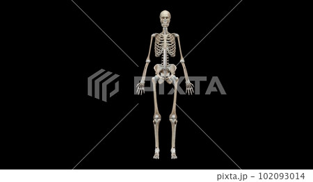 Human skeleton, the internal skeleton that serves as a framework Human skeleton, the internal skeleton that serves as a framework 102093014