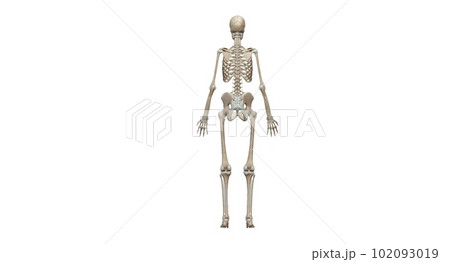 Human skeleton, the internal skeleton that serves as a framework 102093019