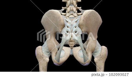 The pelvic girdle is a bony ring formed by the left and right hi The pelvic girdle is a bony ring formed by the left and right hi 102093027
