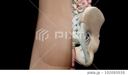 The bony pelvis is divided into two parts, anterior and posterio The bony pelvis is divided into two parts, anterior and posterio 102093038