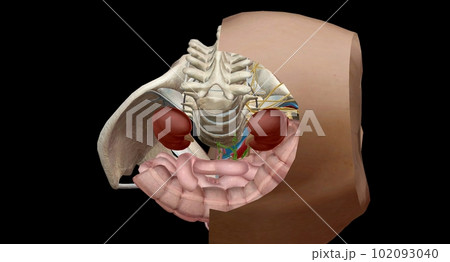 The bony pelvis is divided into two parts, anterior and posterio 102093040