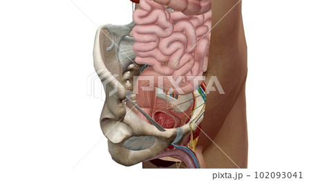 The bony pelvis is divided into two parts, anterior and posterio The bony pelvis is divided into two parts, anterior and posterio 102093041