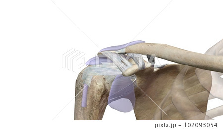 human chest and shoulder girdle Stock Illustration