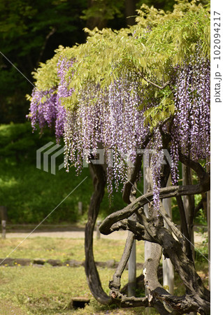 初夏の風に揺れる藤の花 102094217