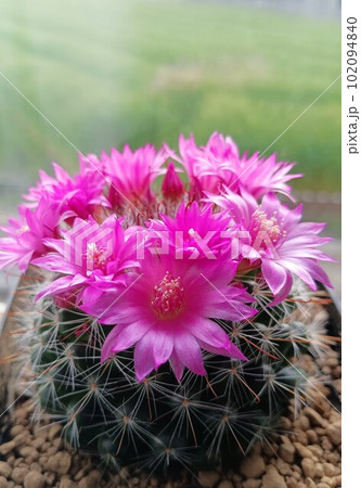 綺麗な花が咲く大きいサボテン 花咲くサボテン20の写真素材 [102094840] - PIXTA