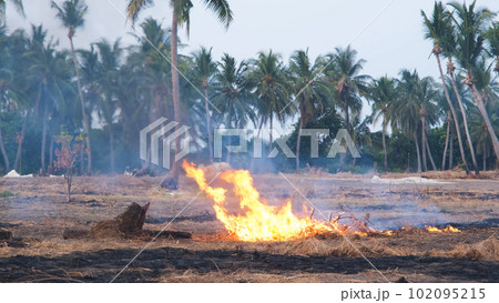 Dry grass and branches burning on the tropical area. Land preparation for future planting. Flames of bonfire at daytime Dry grass and branches burning on the tropical area. Land preparation for future planting. Flames of bonfire at daytime 102095215