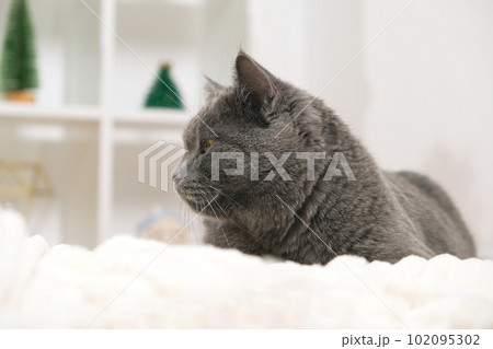 Grey cat chartreuse sleeps near the Christmas tree Grey cat chartreuse sleeps near the Christmas tree 102095302