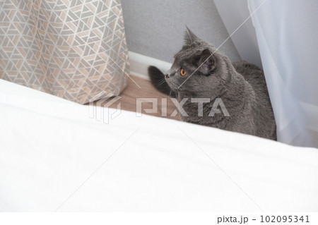 Grey cat chartreuse plays with a man's hand 102095341