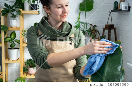 Woman wipes the dust with a rag from the leaves of home potted plants, grown with love on shelves in the interior of the house. Home plant growing, green house, purity and health of plants. 102095399