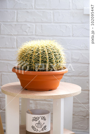 Large echinocactus Gruzoni in the interior against the background of a white brick wall. Home crop production, big cactus in a pot Large echinocactus Gruzoni in the interior against the background of a white brick wall. Home crop production, big cactus in a pot 102095447
